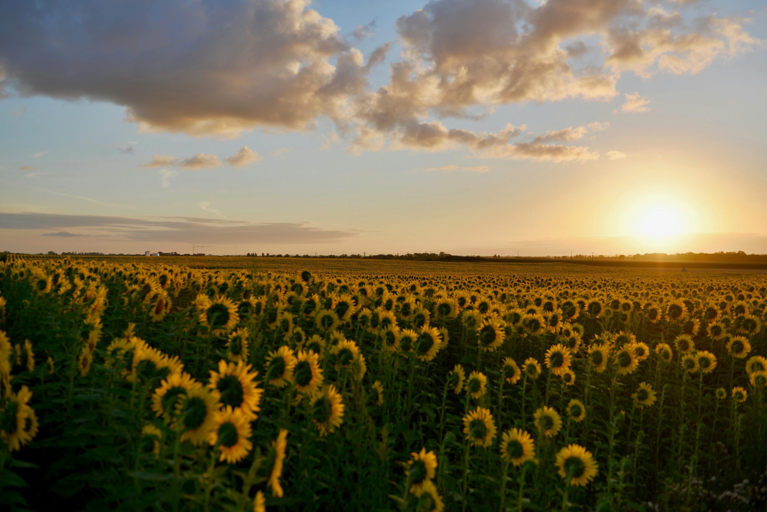 Why the Sunflower State?